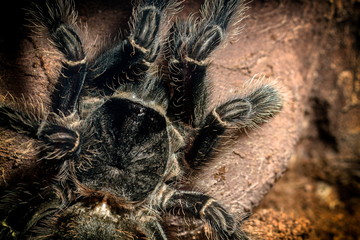 lasiodora tarantula