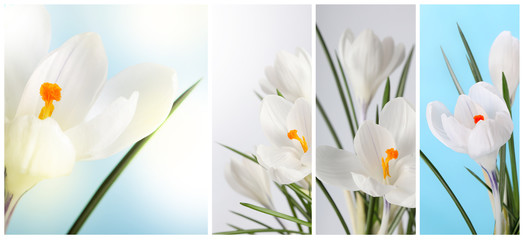 Spring Snowdrop Crocus flowers. Nature background. Collection of Vertical long banner..