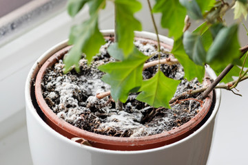 Selective focus on mould growing on a soil in the flower pot with the house plant. Young ivy plant...