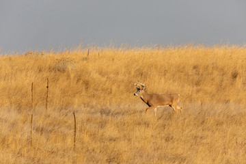 Buck Whitetail Deer in the Fall Rut
