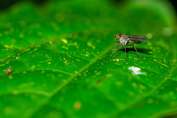 The mosquito