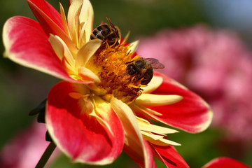 Bright summer sunny day. On a flower dahlia with red and yellow petals two bees collect honey.