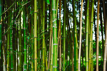Bushy forest of green bamboo canes