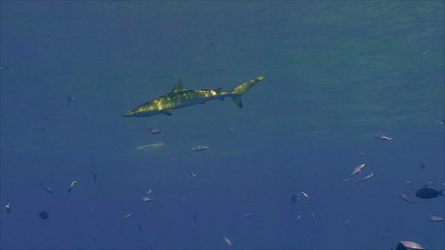 Silky shark under surface, sunlight