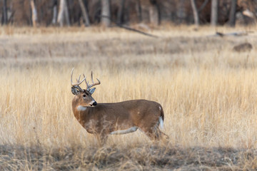 Buck Whitetail Deer in the Fall Rut