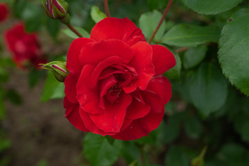 Single rose isolated with leaves on green background.