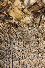 Palm tree detail bark