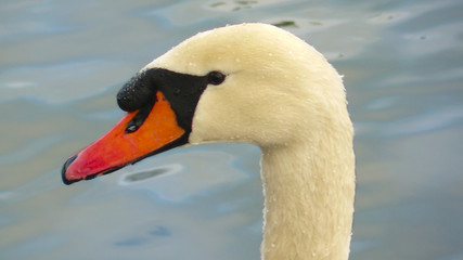 swans on the lake