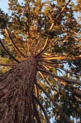 Great huge pine tree from below