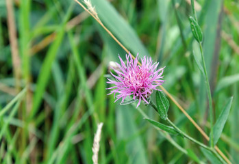 Purple Carduus flower on a background of green leaves
