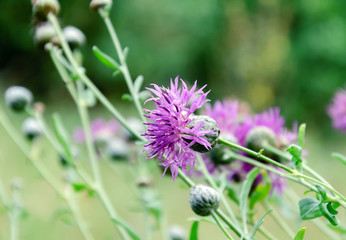 Purple Carduus flower on a background of green leaves