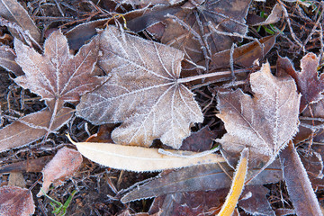 Dry foliage early frosty morning covered with frost in late autumn.