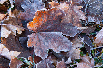 Dry foliage early frosty morning covered with frost in late autumn.