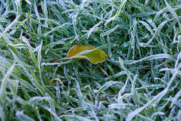 Green juicy grass in the early morning covered with frosty frost in late autumn.