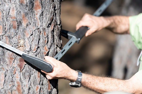 Mesurer le diam&egrave;tre d'un arbre