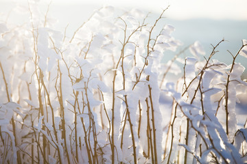 Winter wonderland frozen flowers background