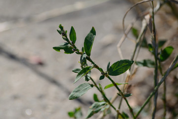 Green plant in the city next to a pavement