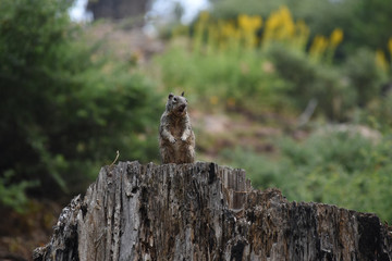 Squirrel in Mariposa Grove