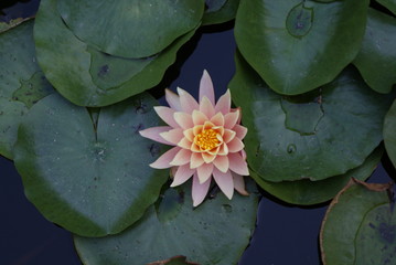 Lotus in water 2