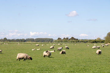 Moutons au pré dans le Kent