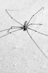Daddy-long-legs spider on a white wall
