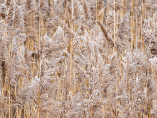 Fototapeta premium Reeds field close-up, light floral texture background