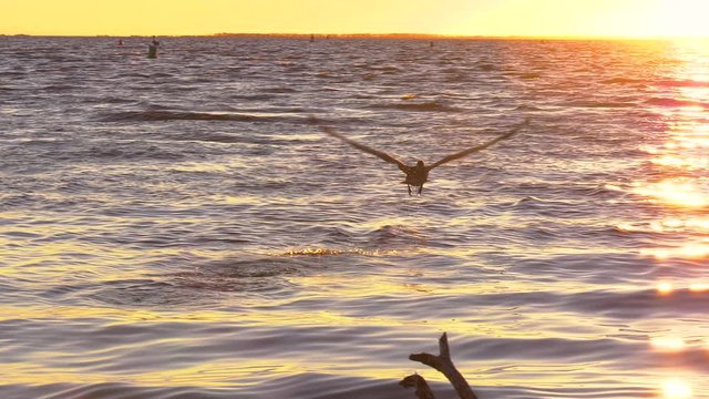 Brown pelican taking off in flight into a sunset over the ocean