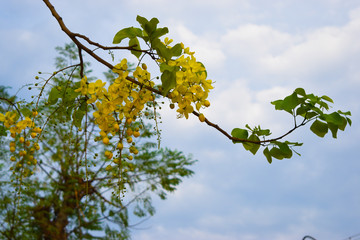 Golden Rain Flower Tree
