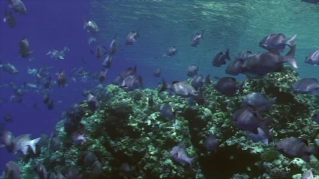 Pompano on coral reef