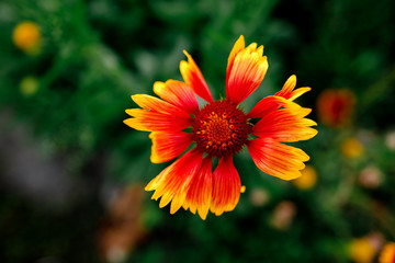 Yellow and red flower in the garden shined