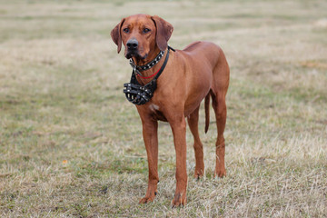 A dog of the breed Rhodesian Terrier walks on the grass in the field.