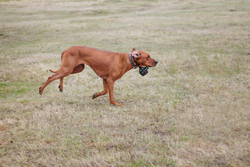 Rhodesian dog funny runs on the grass.