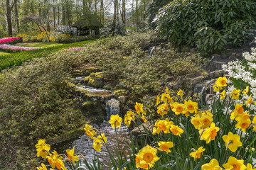 Obraz premium Flowers field in Netherlands. Flowers cultivars Spring natural landscape