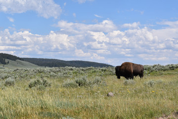 Bison in Yellowstone National Park