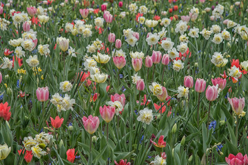 Fototapeta premium Field of colorful flowers in Netherlands, Keukenhof. Flowers cultivars Spring natural landscape