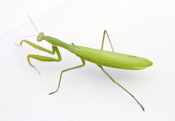 Close up shot of a Praying Mantis on white background