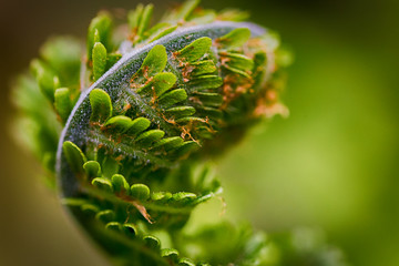 Young fern on the stream