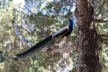 Fototapeta premium Male peacock on the hill Filerimos on Greek island Rhodes