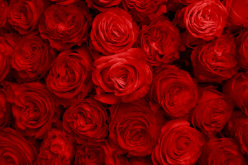 Obraz na płótnie Canvas Red Rose Flowers As Fashion Background For Trendy Flowery Theme. Background Of Advertising Natural Cosmetics For 2020 Year or St. Valentine Day.