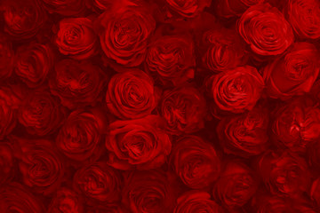 Red Rose Flowers As Fashion Background For Trendy Flowery Theme. Background Of Advertising Natural Cosmetics For 2020 Year or St. Valentine Day.