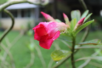 Pink macro flower, in nature on garden plant, flora bloom