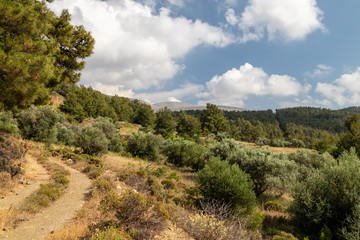 Fototapeta na wymiar Vegetation southwest of the capital Rhodes on Rhodes island, Greece