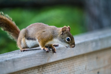 grey squirrel