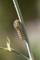 Nahaufnahme einer Raupe des Schwalbenschwanz Tagfalters (Papilio machaon) an einem Stängel von Dill