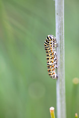 Nahaufnahme einer Raupe des Schwalbenschwanz Tagfalters (Papilio machaon) an einem Stängel von Dill