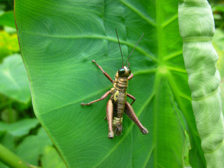 Insecto en la selva 