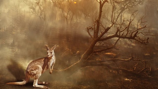 Cinemagraph loop: Australian wildlife in bushfires of Australia in 2020. Kangaroo with fire on background. January 2020 fire affecting Australia is considered the most devastating and deadly ever seen