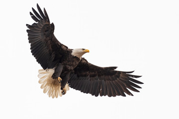 Fototapeta premium An American Bald Eagle coming in for a landing.