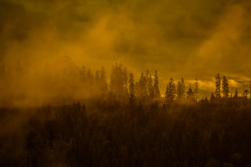Mgła nad lasem w górach