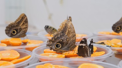 brown large butterflies drinks nectar on citrus fruits. Butterfly on oranges. close-up.